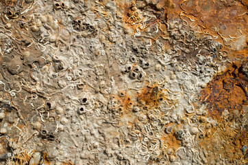 Fototapeta na wymiar Barnacle of mussels on rusty metal surface close