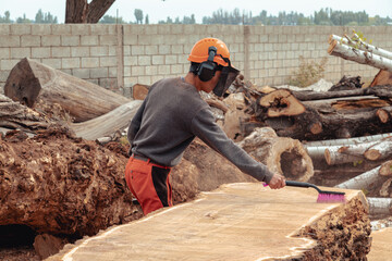 Lumberjack cleaning the surface of tree trunk from sawdust after cutting. Timber material...