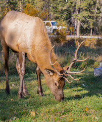 Bull Elk grazing in Banff National Park