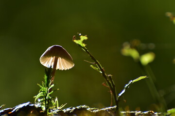 Pilz auf Kiefernzapfen