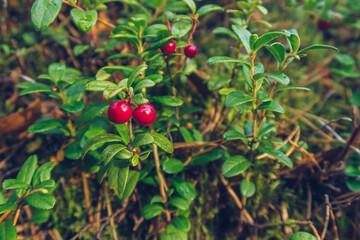Closeup of lingonberry, twigs and pine needles texture selective focus background. Arctic boreal zone, Karelia nature. Selective focus, blurred background stock photo