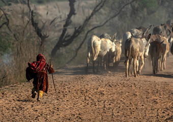 a shepherdess or shepherd woman in traditional colourful dress and a donkey in the desert ,
koochi woman in the field with donkey 