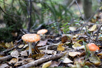 mushrooms in the forest