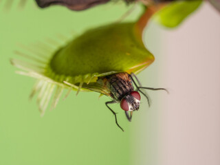 Venus flytrap with a fly on green background