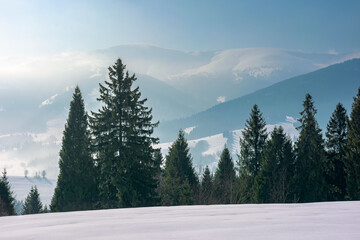 winter landscape with coniferous forest. beautiful nature scenery of carpathian mountains. sunny weather with distant range in haze