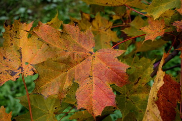 autumn foliage, bright colors of autumn
