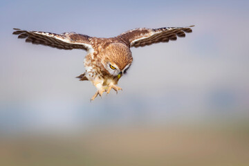 The little owl (Athene noctua) is flying. Colorful nature background.
