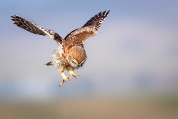 The little owl (Athene noctua) is flying. Colorful nature background.