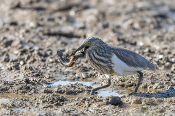 Chinese Pond Heron (Ardeola bacchus) catch a Mudskipper