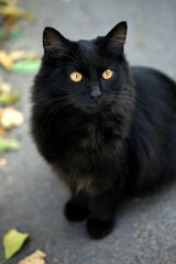 Portrait of cute wild stree cat