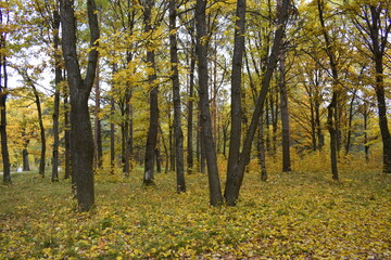 Fototapeta premium autumn in the park