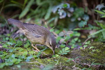 Middendorff's Grasshopper Warbler (Locustella ochotensis) seeking food at ground