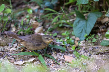 Middendorff's Grasshopper Warbler (Locustella ochotensis) seeking food at ground