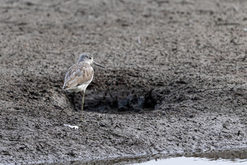Marsh Sandpiper (Tringa stagnatilis) perching on mudflat