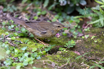 Middendorff's Grasshopper Warbler (Locustella ochotensis) seeking food at ground