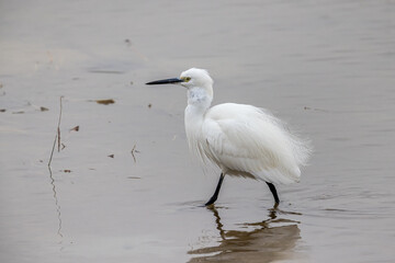 Little egret (Egretta garzetta) with breeding feather wading on water