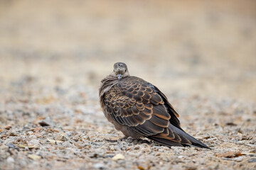 Oriental Turtle Dove (Streptopelia orientails) perching on ground
