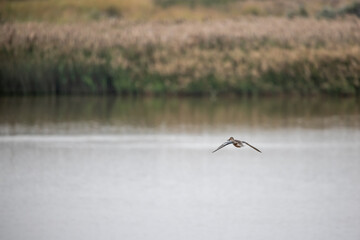 Northern shoveler (Anas clypeata)  flying over wetland