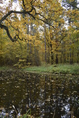 pond in the autumn park