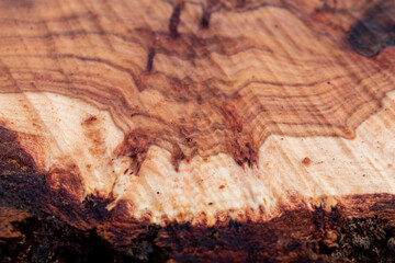 Texture of tree stump for background. Cut tree trunk texture. Wood texture