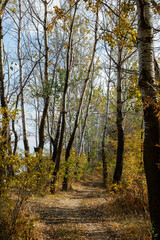 Obraz premium A trail in the autumn forest on a sunny day