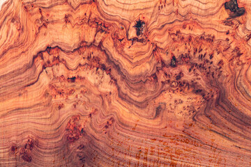 Texture of tree stump for background. Cut tree trunk texture. Wood texture