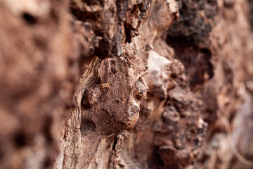 Macro closeup of rotten tree bark