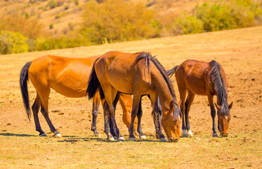 Fototapeta na wymiar Horses gallop over mountains and hills. A herd of horses grazes in the autumn meadow. Livestock concept, with place for text.
