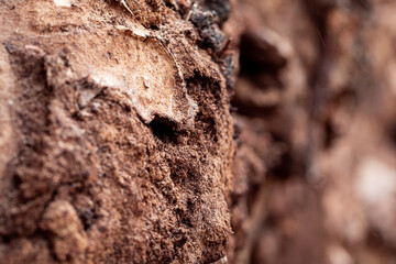 Macro closeup of rotten tree bark