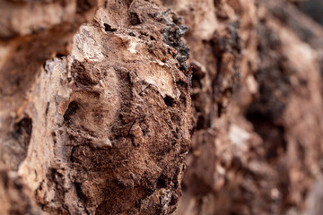 Macro closeup of rotten tree bark