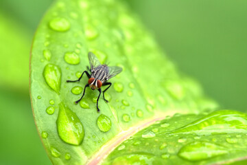 Close-up of leaf fly with water droplets.