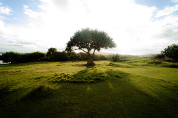 Tree by the coast at sunset