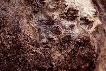 Macro closeup of rotten tree bark