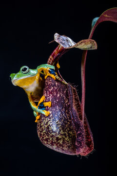 Wallace's flying frog sitting on nephenthes flowers, Indonesia