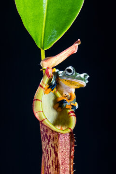 Wallace's flying frog sitting on nephenthes flowers, Indonesia