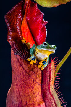 Wallace's flying frog sitting on nephenthes flowers, Indonesia