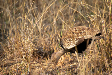 A female red-crested korhaan isolated in dry grass