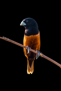 The black-headed munia (Lonchura maja) perched on a branch, Indonesia