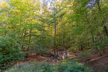Fallen tree in the forest with a huge flat root