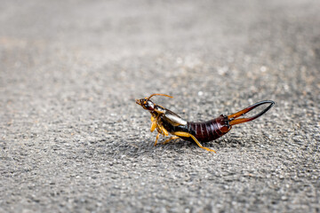 Close-up of a common earwig on a gray background
