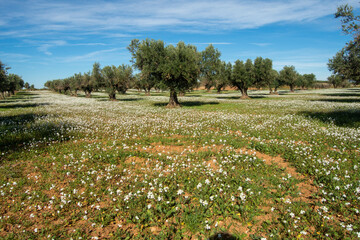 Olivar en campo de flores