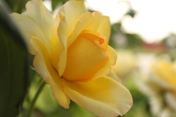 yellow rose