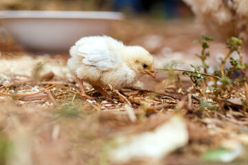 yellow baby chick roaming around in the backyard in Adelaide, South Australia