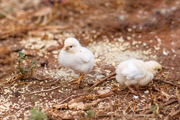 two baby chicks feeding on chicken food in the backyard in Adelaide, South Australia