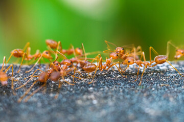 Red imported fire ant,Action of fire ant