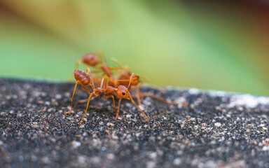 Red imported fire ant,Action of fire ant