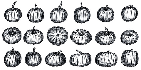 Vector hand drawing set of pumpkin. Isolated object on white background. Vegetable harvest illustration. Detailed vegetarian food sketch. Farm market product. Elements for autumn design, decoration.