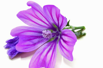 purple flower  isolated on white background