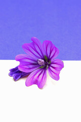 purple flower  on white and blue background