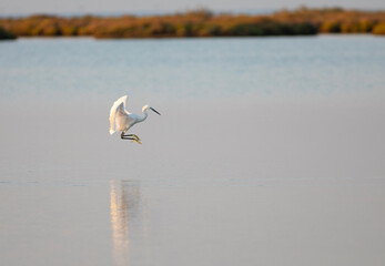 Garceta común (Egretta garzetta) en una marisma al amanecer otoñal